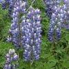 Lupinus Sericeus